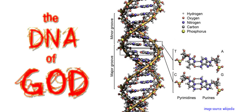 DNA