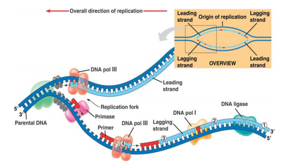 DNA-syntese