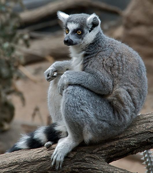 lemur