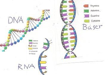 DNA-replikasjon