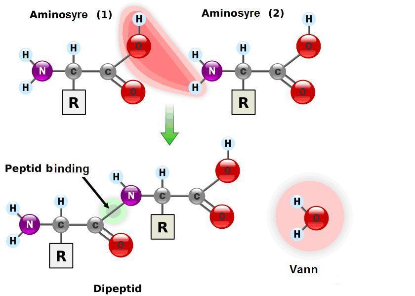 aminorsyrer