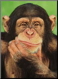 ape i tvil