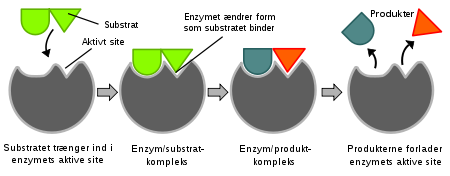 enzym