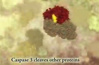protein-kamp
