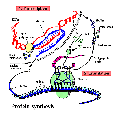 protein-syntese
