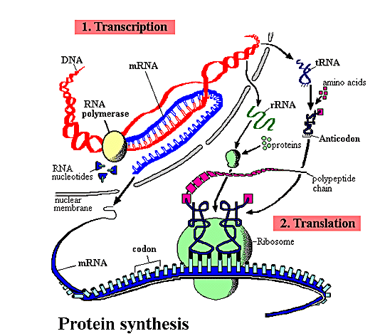 protein-syntese