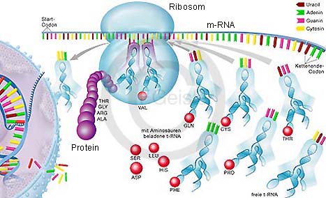 ribosom