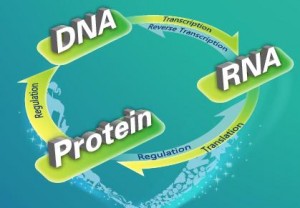 SMH-DNA-RNA-protein