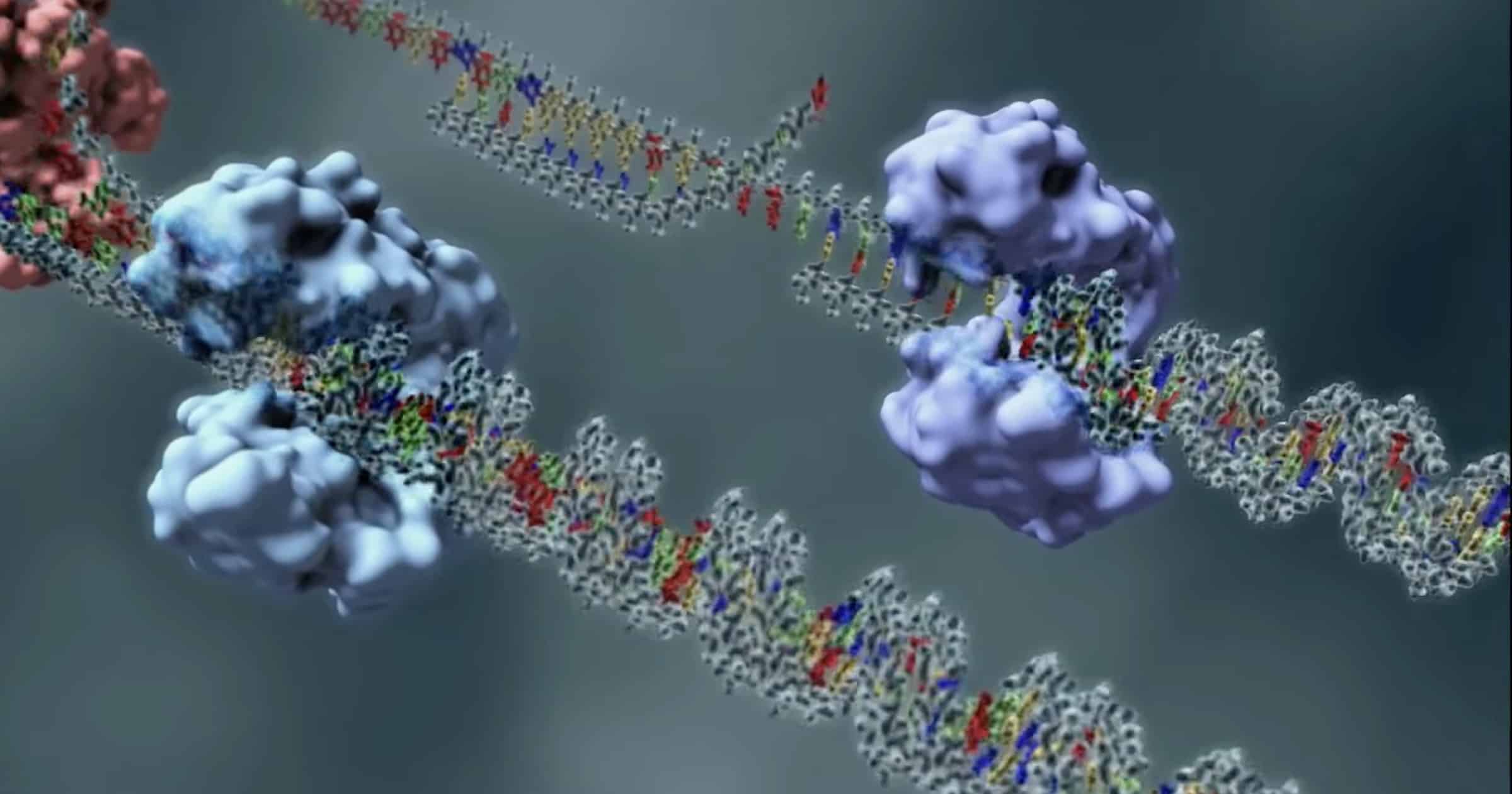 Topoisomerase