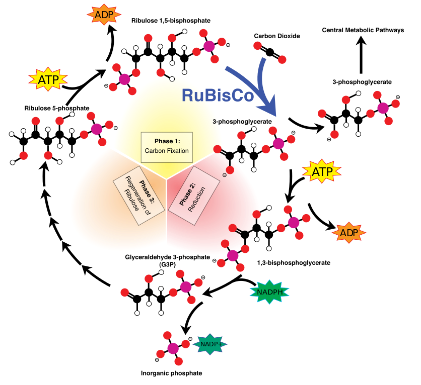 ATP-dannelse