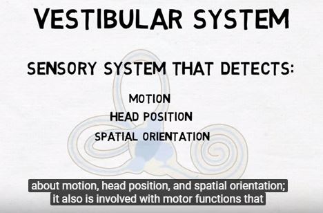Vertibulært system -indre øre