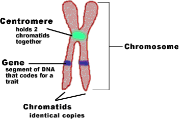 Centromer