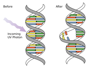 Dna-mutasjon