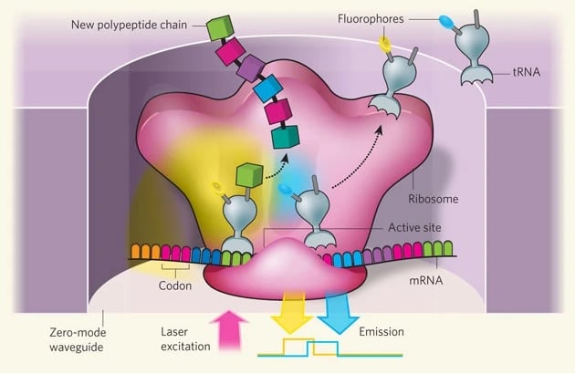 DNA-syntese