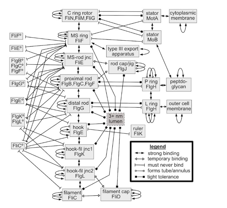 Flagellum-deler