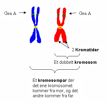 kromsompar