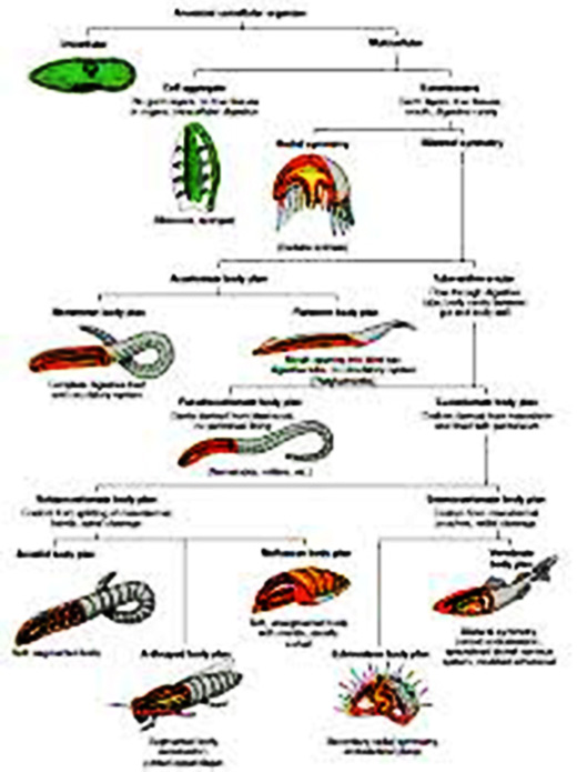 Kroppsplan mark blekksprut