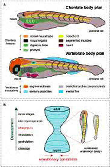 Kroppsplan virveldyr