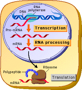 RNA-polymerase