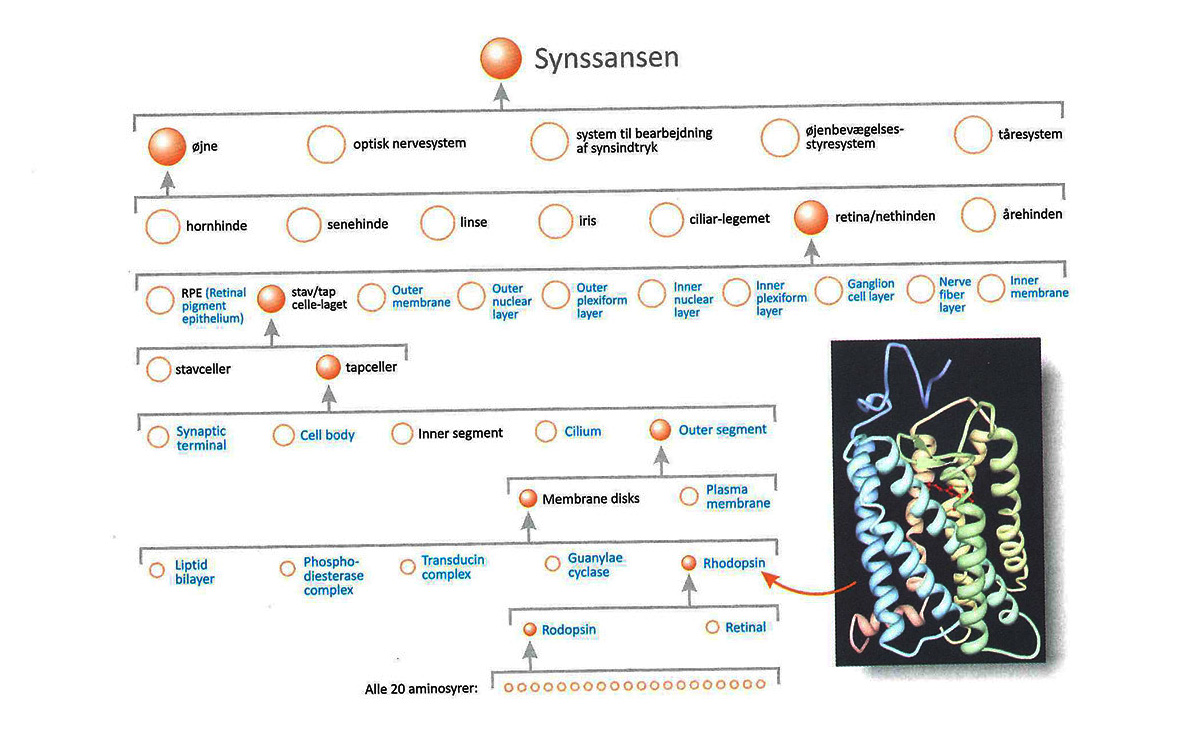 hierarkisk oppbygd synssans