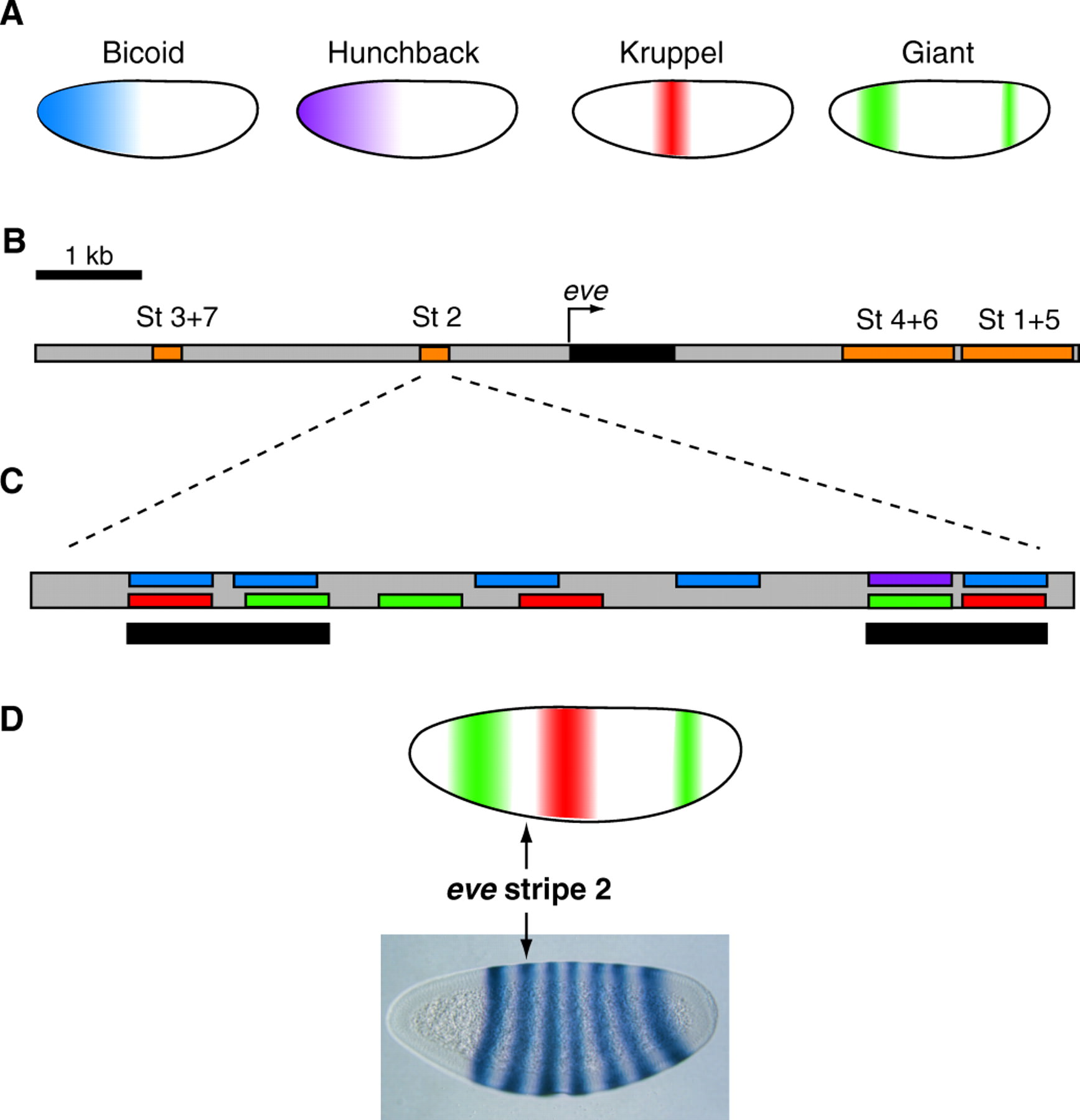 Ikke-uniforme transkripsjons-regulatorer