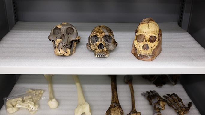 fossiler-af-habilis-sediba