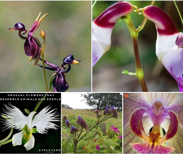 Flere fuglelike blomster