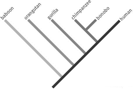 cladogram