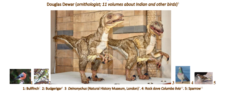 Deinonychus blant fugler