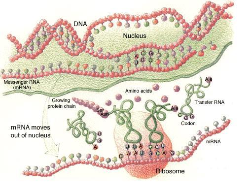 DNA-RNA