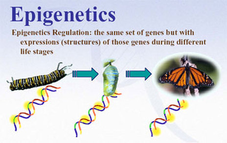 epigenetikk