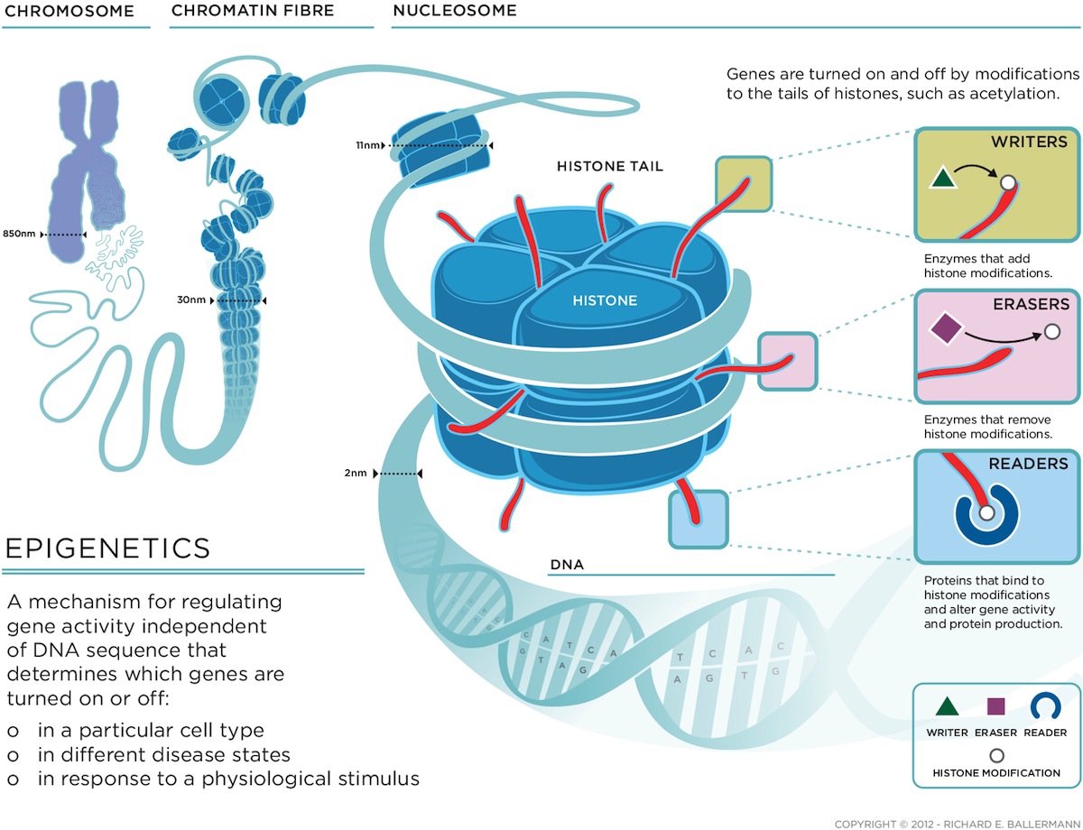 Epigenetikk forklaring