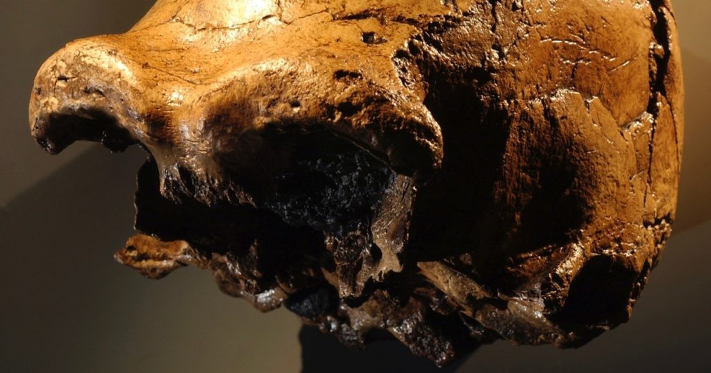 homo erectus