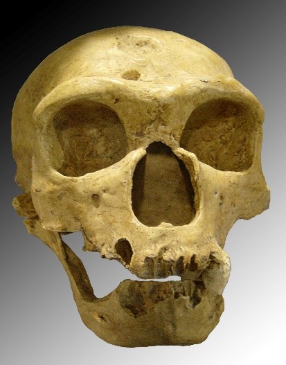 neandertal