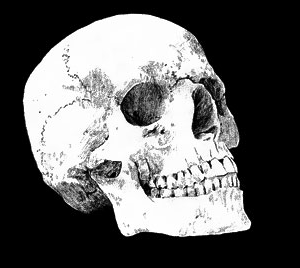 homo-sapiens