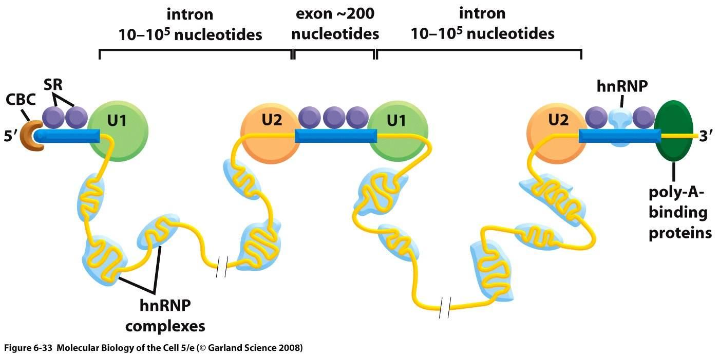 intron-ekson..