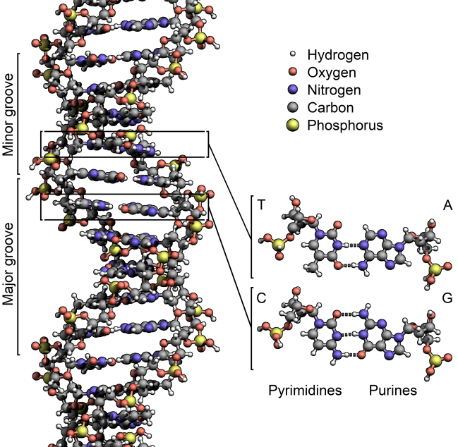 menn-orfan-gener