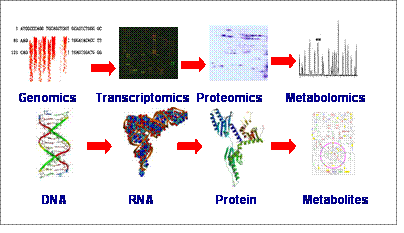 metabolisme