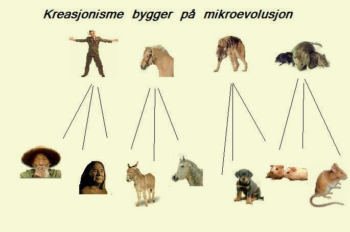 mikro-evolusjon