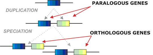 orthologe-gener