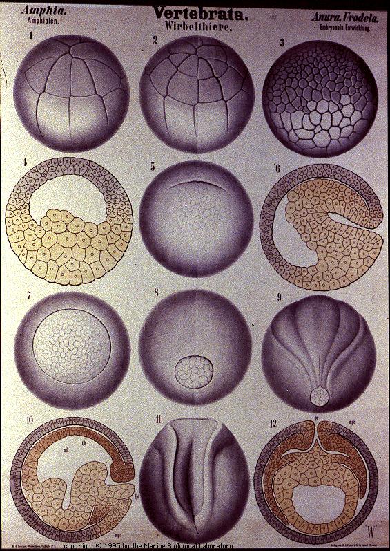 Diff. kinds of eggs
