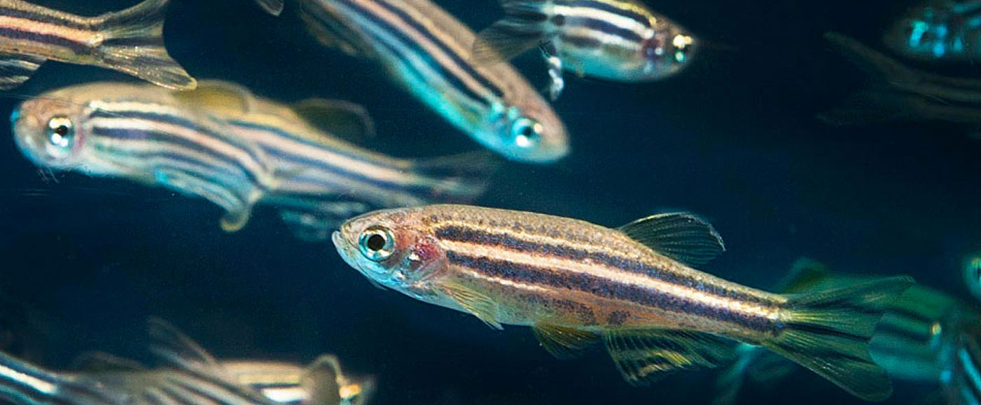 sebrafisk